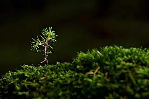 Cost of carbon capture: creating a wee forest on a small budget
