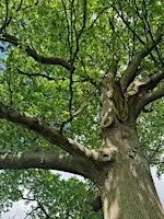 The Oak Tree - History, Science, Folklore - A Creative Workshop