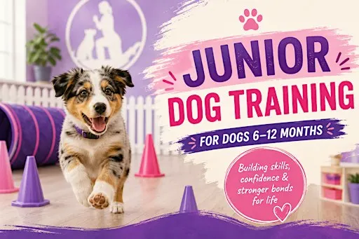 Saturday Group Dog Training Classes | Junior (6-12 months)