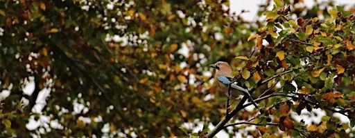 Autumn Bird Walk