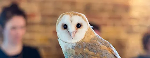 Wild Life Drawing: Amazing Owls