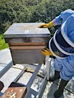 Beekeeping for beginners weekend course May 2027