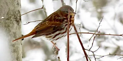 Resident Birds of Winter