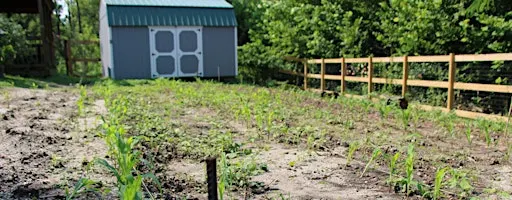 Root Vegetable Harvesting in the Farmette: November 3
