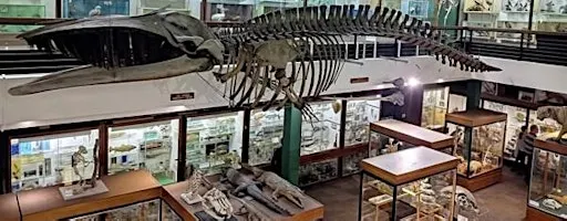 Zoology Museum Tour 12:00-12:45