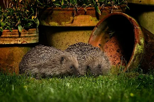Family Trail: Hedgehog Adventure - Sutton Courtenay, Monday 26 October