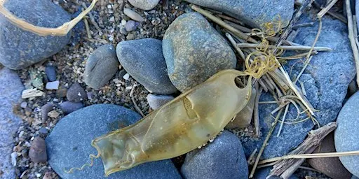 Shark Eggcase Hunt - Heysham