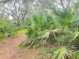 Reddie Point Outing - Florida Young Birders Club (NE Florida Chapter)