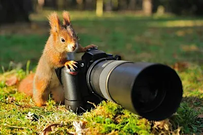 Wildlife Photography with ASoP