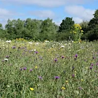 Discover the Plants and Fungi of Woods Mill Nature Reserve (100337035)