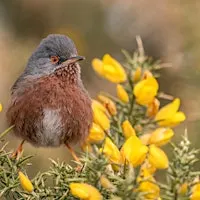 Surrey Wildlife Trust Annual General Meeting 2026 & Members Afternoon