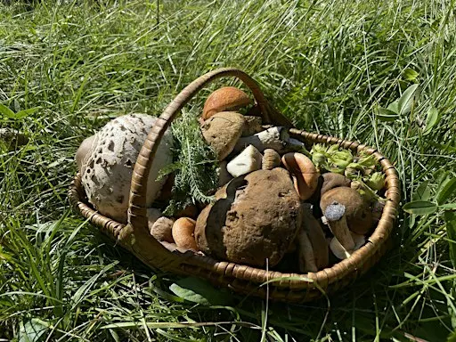 MUSHROOM FORAGING WORKSHOP