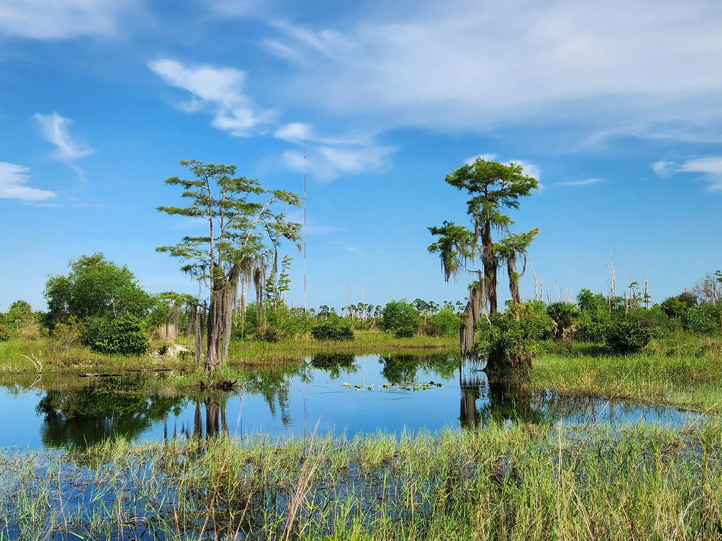 Guided Walk: CREW Flint Pen Strand Trails (Yellow South Trail)
