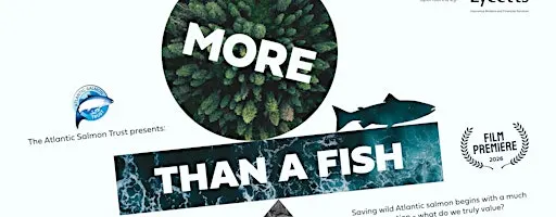 More Than A Fish