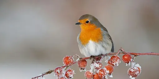 Birdwatching For Beginners - College Lake, Saturday 5 December