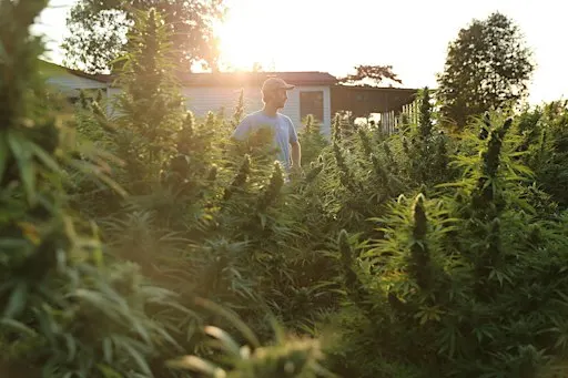 Lancaster Farming + Sunflower present One Plant