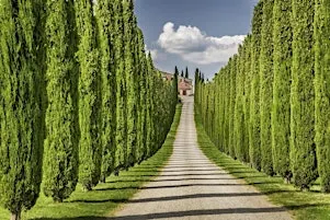 Elite wines of Italy: Tuscans and Super Tuscans