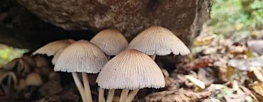 Members Exclusive Fungi Foray