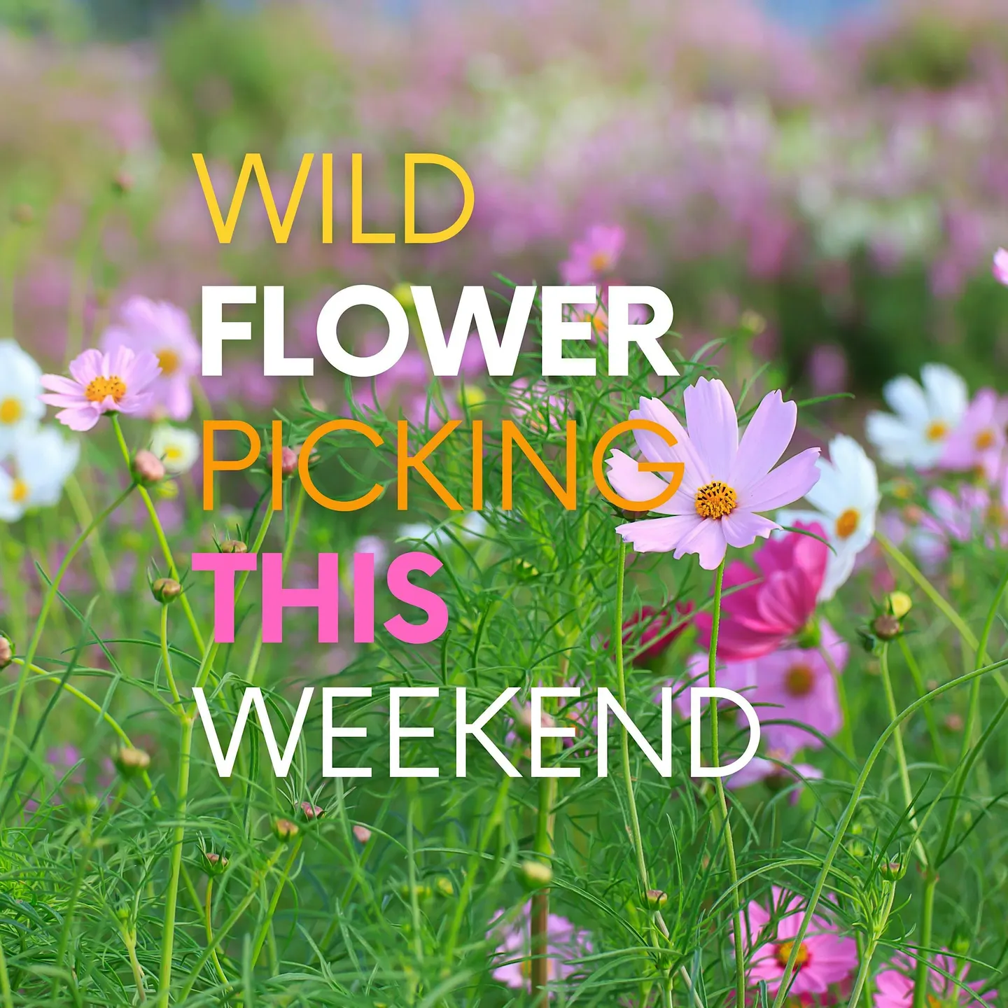 Wild Flower and Sunflower Picking
