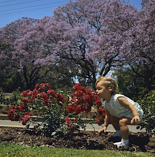 Stories in bloom: Murrulangalang Storytime