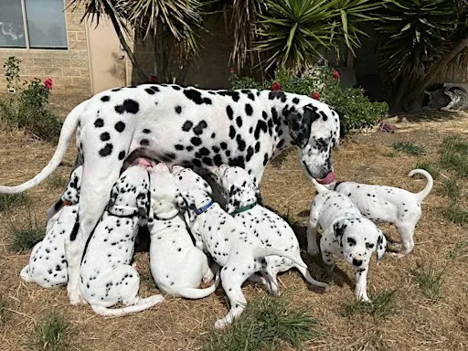 Ballarat Dalmatian Puppy Yoga Class