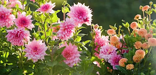 A Day of Dahlias and Propagation at Salthrop