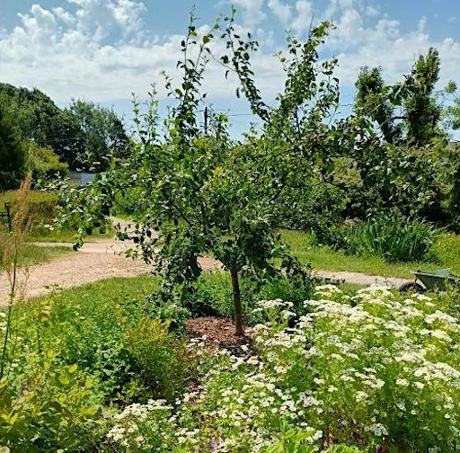 How to set up a resilient community orchard