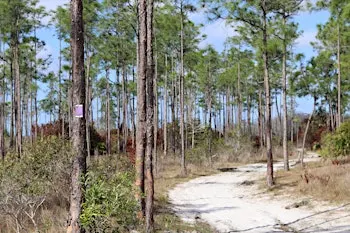 Guided Walk: CREW Flint Pen Strand Trails (Purple Trail)
