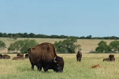 Floresville Open House Ranch Day