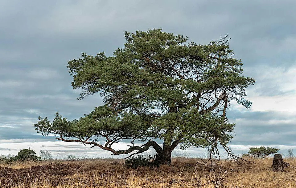 Rooted in Resilience