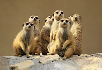 Amazing Animals