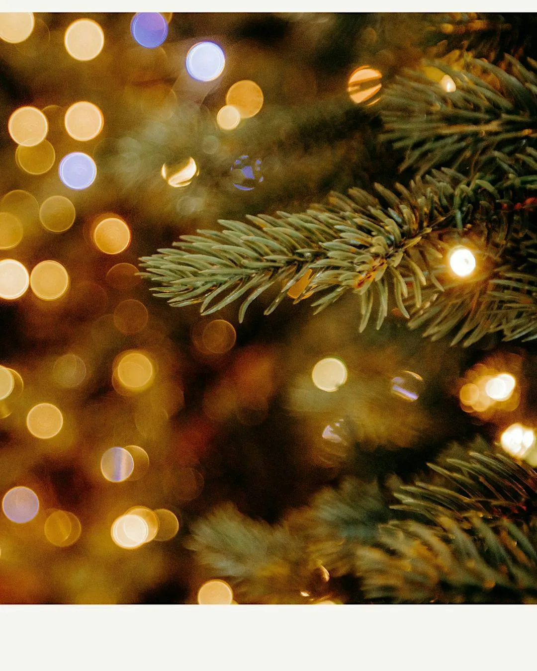 Paint the seasons | December | Festive Foliage