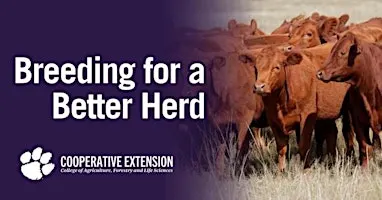 Breeding for a Better Herd