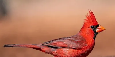 Birding For Beginners