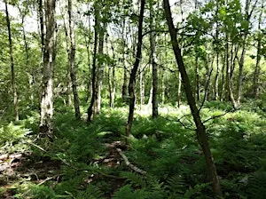 Guided Forest Bathing Morning: New Year Reset