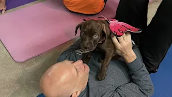 Rescue Puppy Yoga - Mindful Yoga & Wellness Erie, CO