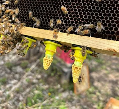 Advanced Beekeeping – Workshop 1 of 1