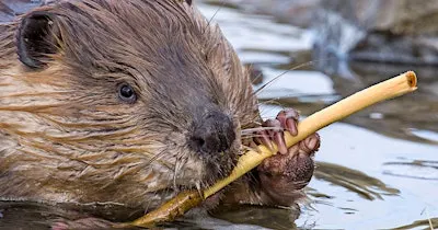 Beavers, Rivers, and Resilience