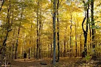Fall Forest Bathing: shinrin-yoku