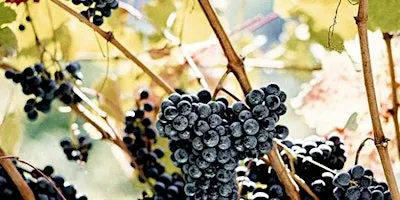 Terra d’Aligi Wine Tasting @ Santé