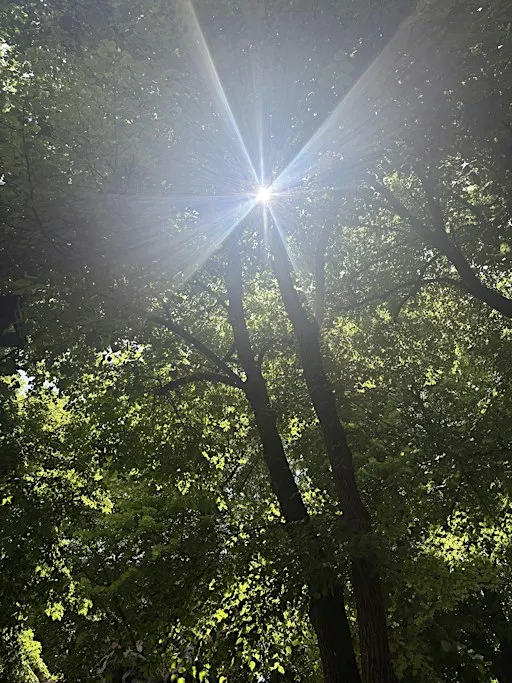 Calm in the Chaos: Mindfulness Strategies