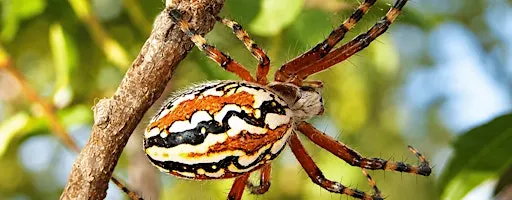 Paisagens Rurais e os seus Polinizadores