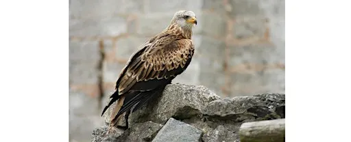 Autumn Bird Walk | The Lower Derwent Valley