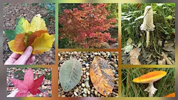 Forest Walk - Autumn Treasures