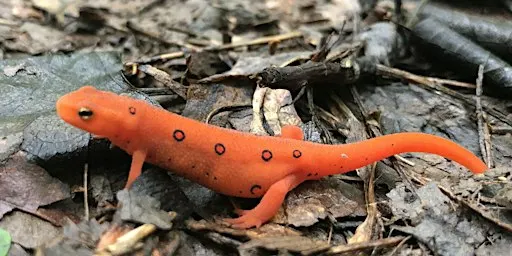 Fernbrook Preserve Fall Bioblitz