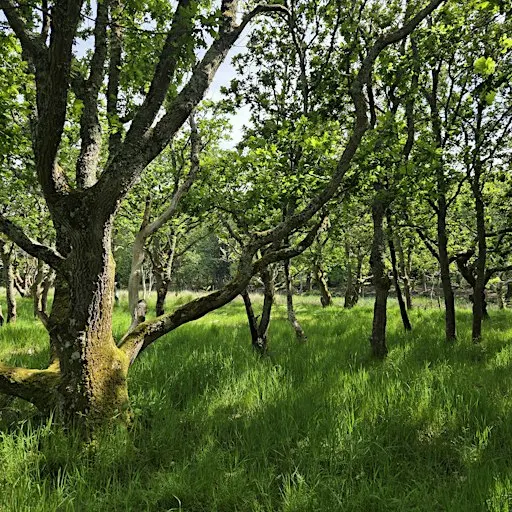 A Mindful Woodland Walk & Nature Immersion