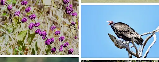 Field Trip - Explore & Contribute to the Seed Bank at the Eide Center