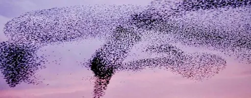 Murmuration Art Workshop