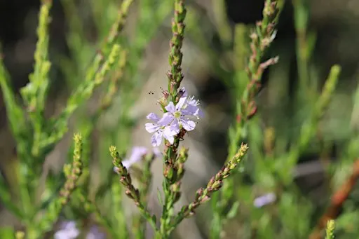 Guided Walk: CREW Flint Pen Strand Trails (White Trail)