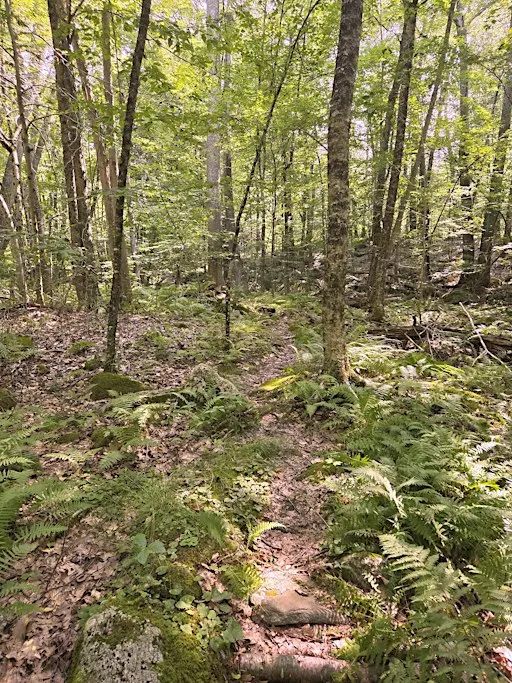 October Nature Hike in Mendon Town Forest